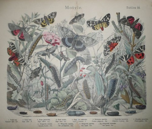 Historia naturalna państwa zwierzęcego, 1884 T.56-Butterflies